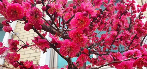 꽃샘 추위속에서도 찾아오는 봄 꽃들