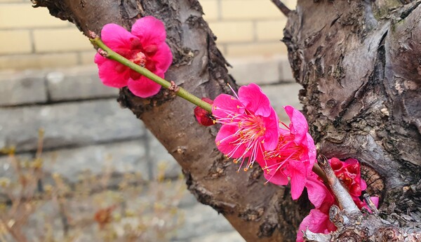 꽃샘 추위속에서도 찾아오는 봄 꽃들
