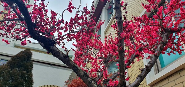 꽃샘 추위속에서도 찾아오는 봄 꽃들