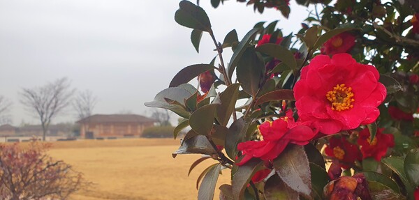 꽃샘 추위속에서도 찾아오는 봄 꽃들