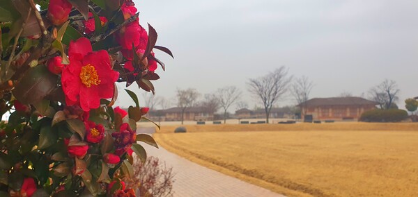 꽃샘 추위속에서도 찾아오는 봄 꽃들