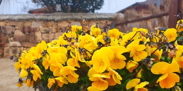 꽃샘 추위속에서도 찾아오는 봄 꽃들