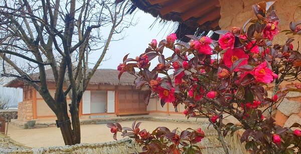 꽃샘 추위속에서도 찾아오는 봄 꽃들