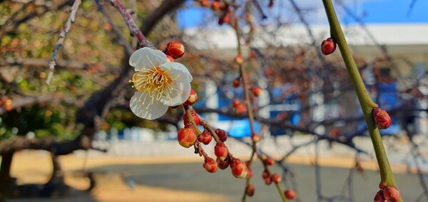 꽃샘 추위 속에서도 어김없이  찾아오는 봄 꽃들