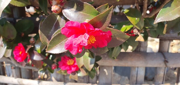 꽃샘 추위 속에서도 어김없이  찾아오는 봄 꽃들