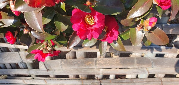 꽃샘 추위 속에서도 어김없이  찾아오는 봄 꽃들