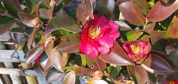 꽃샘 추위 속에서도 어김없이  찾아오는 봄 꽃들