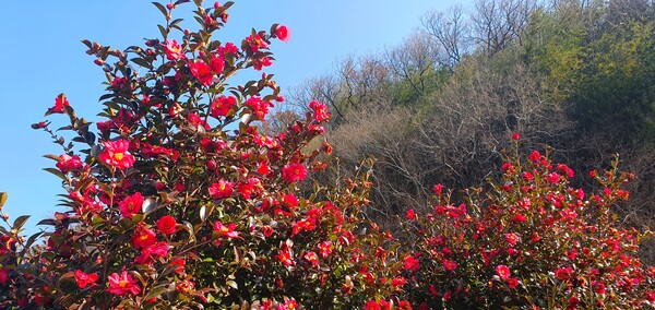꽃샘 추위 속에서도 어김없이  찾아오는 봄 꽃들