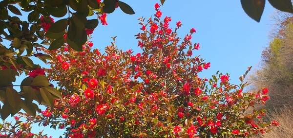 꽃샘 추위 속에서도 어김없이  찾아오는 봄 꽃들
