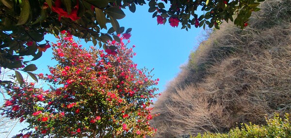 꽃샘 추위 속에서도 어김없이  찾아오는 봄 꽃들