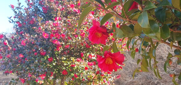 꽃샘 추위 속에서도 어김없이  찾아오는 봄 꽃들