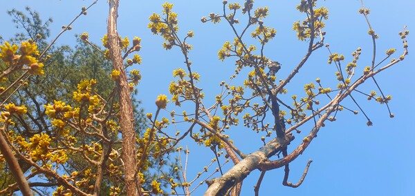 사진작가  청원  이상호  선생의  동네 한바퀴
