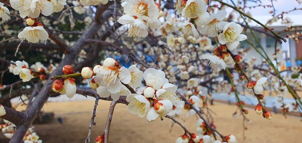사진작가  청원  이상호  선생의  동네 한바퀴