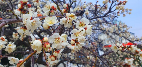 사진작가  청원  이상호  선생의  동네 한바퀴