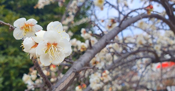 사진작가  청원  이상호  선생의  동네 한바퀴