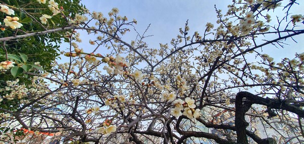 사진작가  청원  이상호  선생의  동네 한바퀴