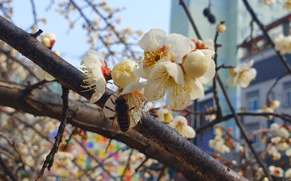 사진작가  청원  이상호  선생의  동네 한바퀴