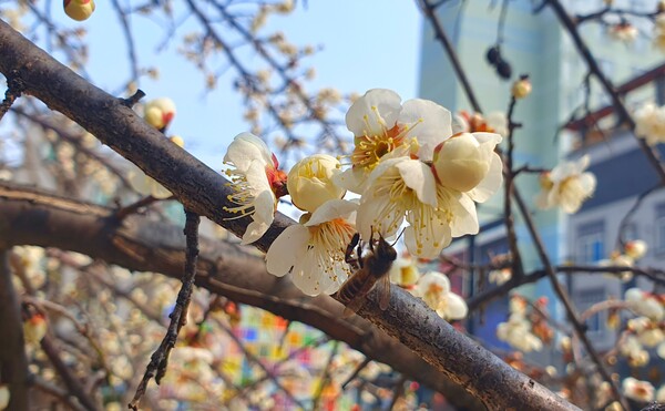 사진작가  청원  이상호  선생의  동네 한바퀴