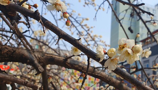 사진작가  청원  이상호  선생의  동네 한바퀴