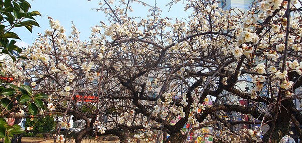사진작가  청원  이상호  선생의  동네 한바퀴