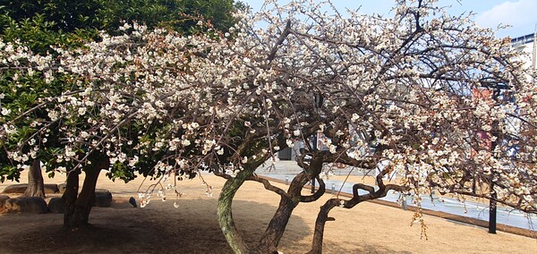사진작가  청원  이상호  선생의  동네 한바퀴