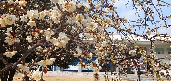 사진작가  청원  이상호  선생의  동네 한바퀴