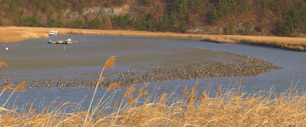 사진작가  청원 이상호 선생의  동네 한바퀴