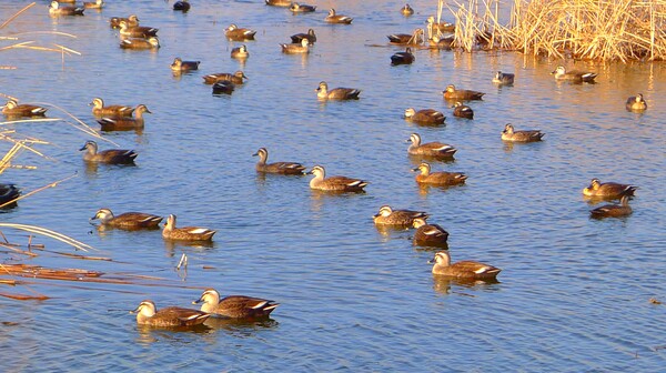 사진작가  청원 이상호 선생의  동네 한바퀴