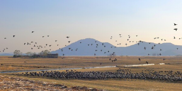 사진작가  청원 이상호 선생의  동네 한바퀴