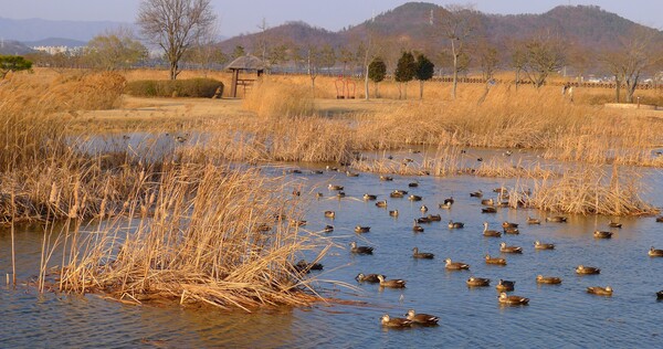 사진작가  청원 이상호 선생의  동네 한바퀴