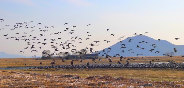 사진작가  청원 이상호 선생의  동네 한바퀴