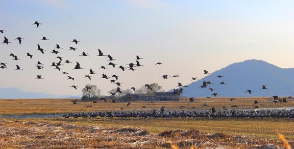 사진작가  청원 이상호 선생의  동네 한바퀴
