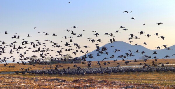 사진작가  청원 이상호 선생의  동네 한바퀴
