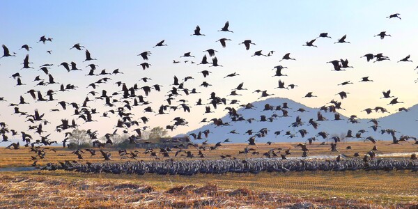 사진작가  청원 이상호 선생의  동네 한바퀴