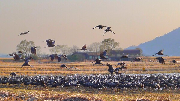 사진작가 청원 이상호 선생의  동네 한바퀴