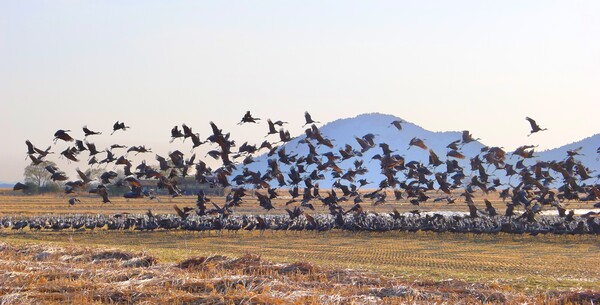 사진작가 청원 이상호 선생의  동네 한바퀴