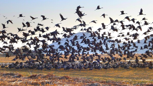 사진작가 청원 이상호 선생의  동네 한바퀴
