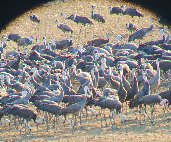 사진작가 청원 이상호 선생의  동네 한바퀴