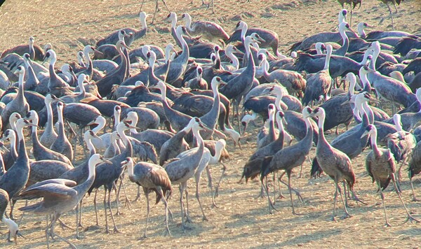 사진작가 청원 이상호 선생의  동네 한바퀴
