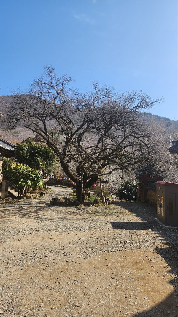 선암사의 600년된  천년기념물  선암매는 아직 겨울잠을 자고