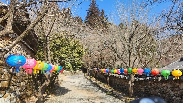 선암사 무우전과  칠전선원의  매화들도 아직은 겨울잠을 자는중..