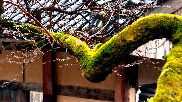 아침부터 봄비가와서  다행스럽게 나무의 이끼가 살아나 생동감을 주고 물방울이 꽃망울을 대신..