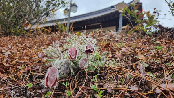 차체험관 화단에 다행스럽게 할미꽃이 반겨줍니다