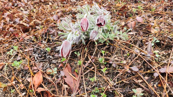 차체험관 화단에 다행스럽게 할미꽃이 반겨줍니다
