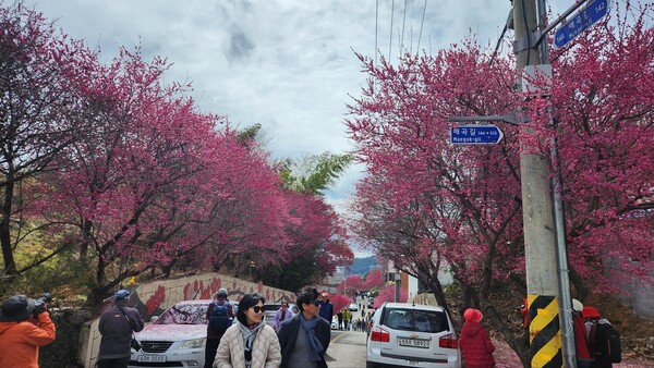 순천매곡동의 홍매거리