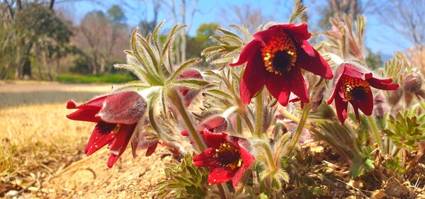 순천만 국가정원에 찾아온 봄의 전령들