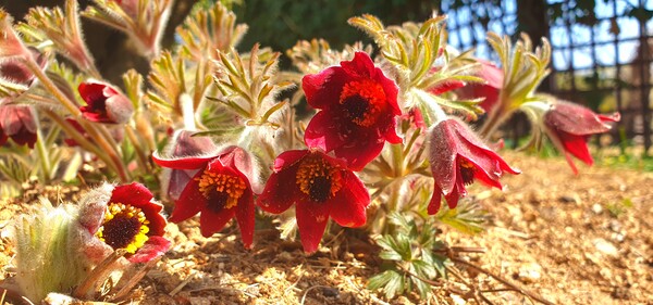 순천만 국가정원에 찾아온 봄의 전령들