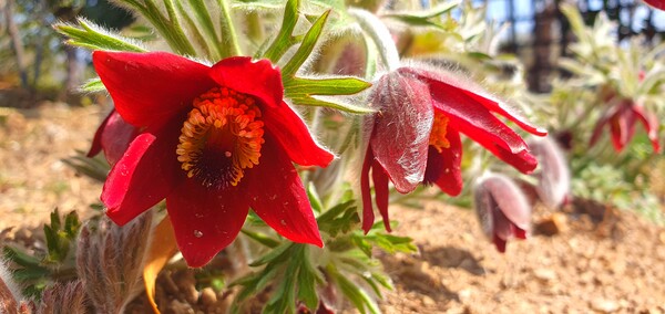 순천만 국가정원에 찾아온 봄의 전령들