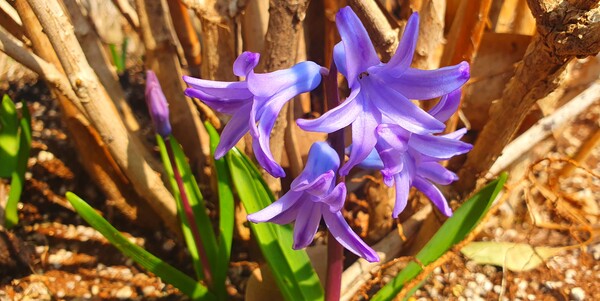 순천만 국가정원에 찾아온 봄의 전령들