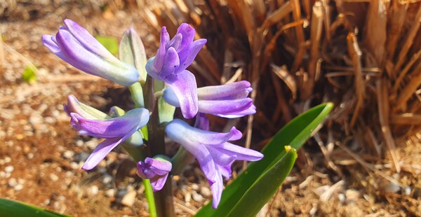순천만 국가정원에 찾아온 봄의 전령들